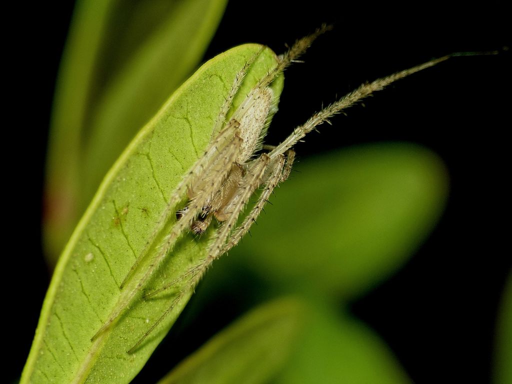 Lipocrea epeiroides - S. Teresa Gallura (OT)